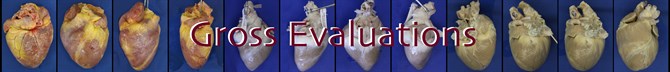 Gross Evaluations Title Gross Evaluations Title